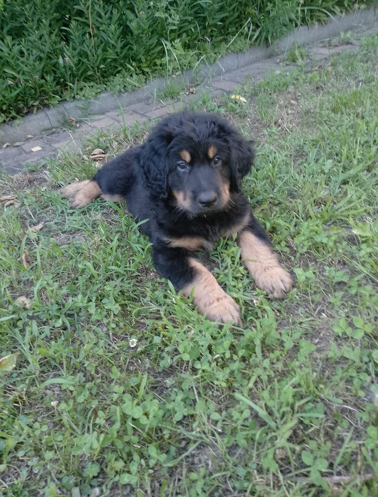 Balu liegt im Gras