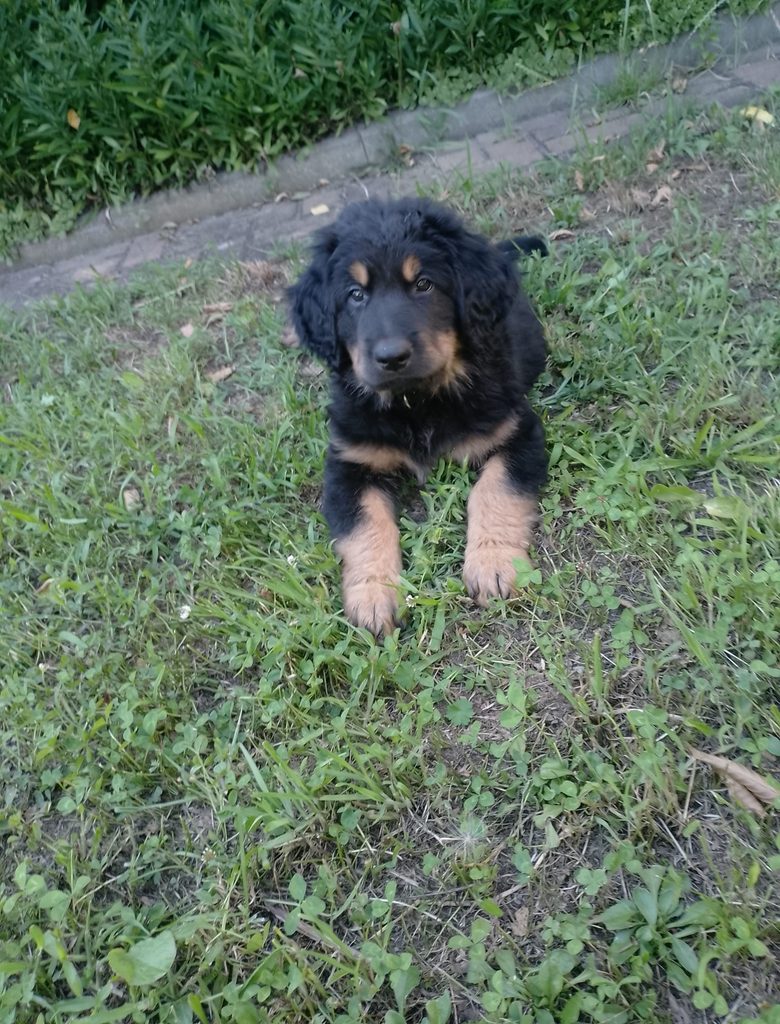 Balu im Garten