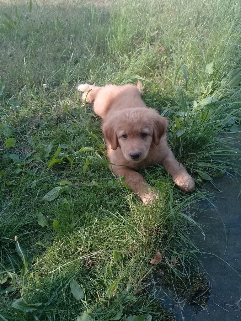 Bailey, blonder Hovawart-Rüde aus dem B-Wurf